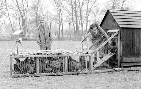 (L) 1900s chicken coup (C) artificial mother hen design (R)  in-law suite 