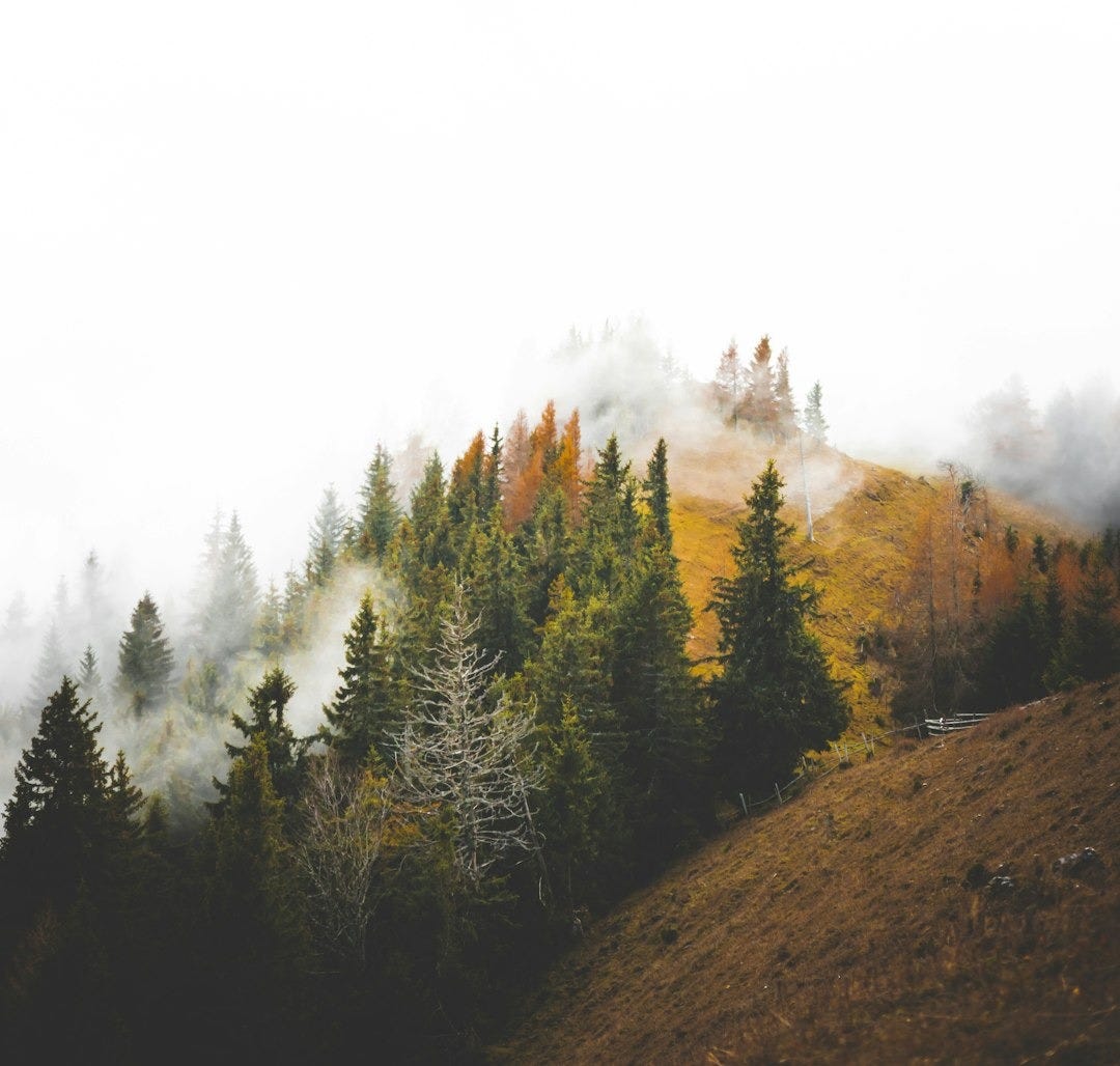 birds eye photography of forest under clouds birds eye photography of forest under clouds