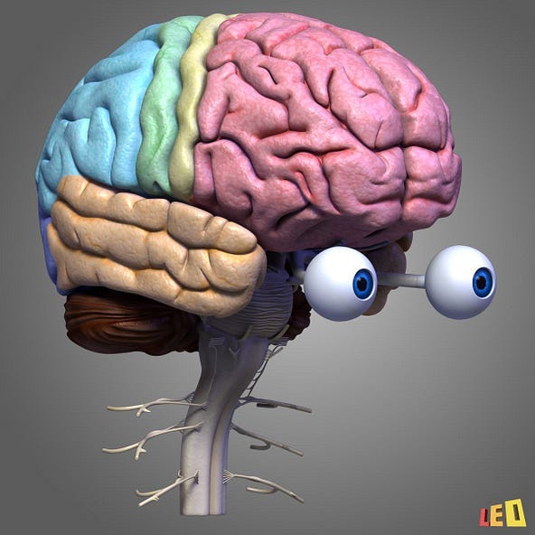 A human brain 3D model with the brain areas marked in colours and popping eyes.