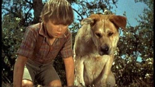 Old Yeller (1957) - IMDb