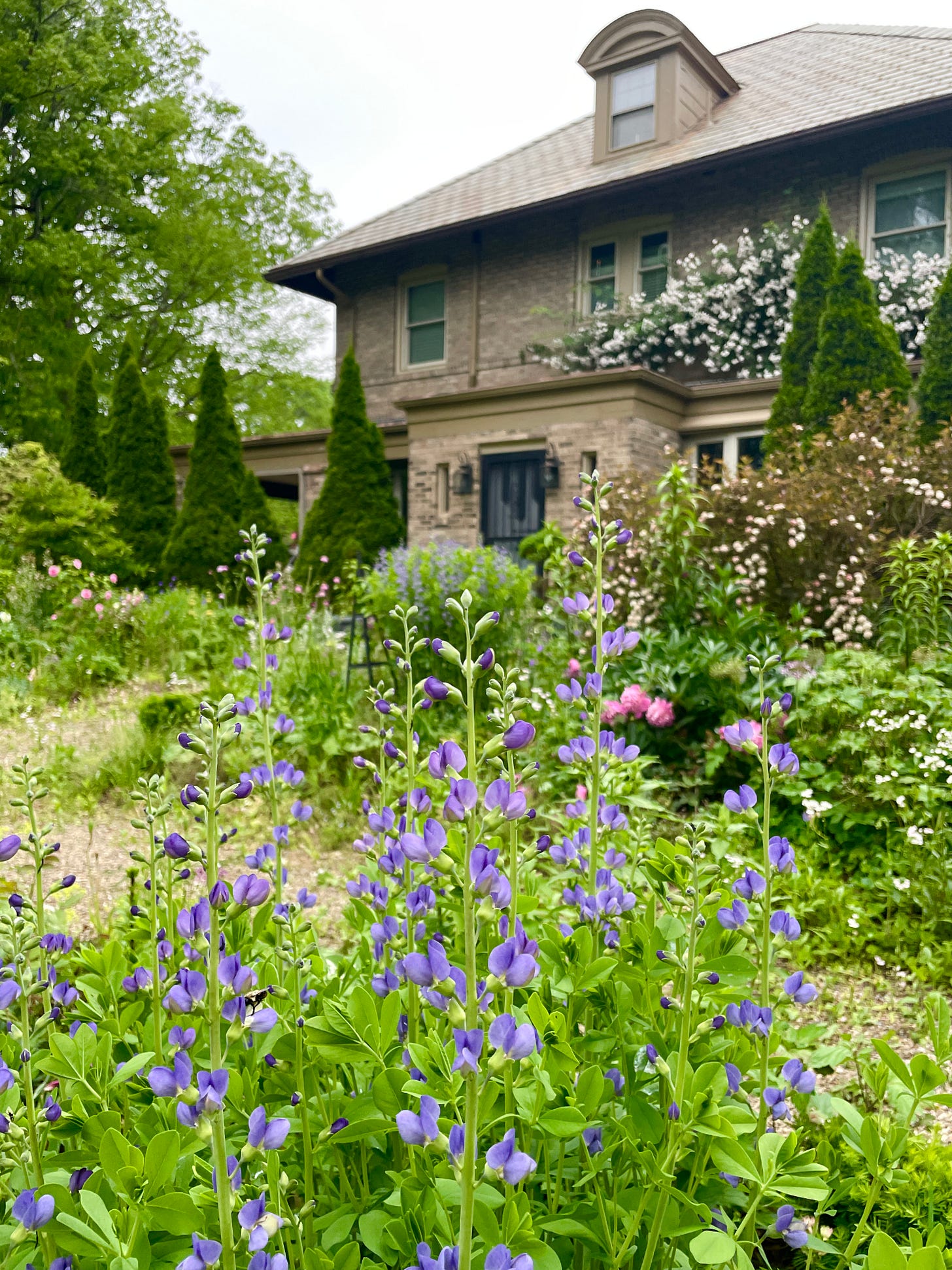 The Cottage Garden on Sunday with Baptisia, Peonies, Purple Ninebark and Rambler ‘Paul’s Himalayan Musk’ The Cottage Garden on Sunday with Baptisia, Peonies, Purple Ninebark and Rambler ‘Paul’s Himalayan Musk’