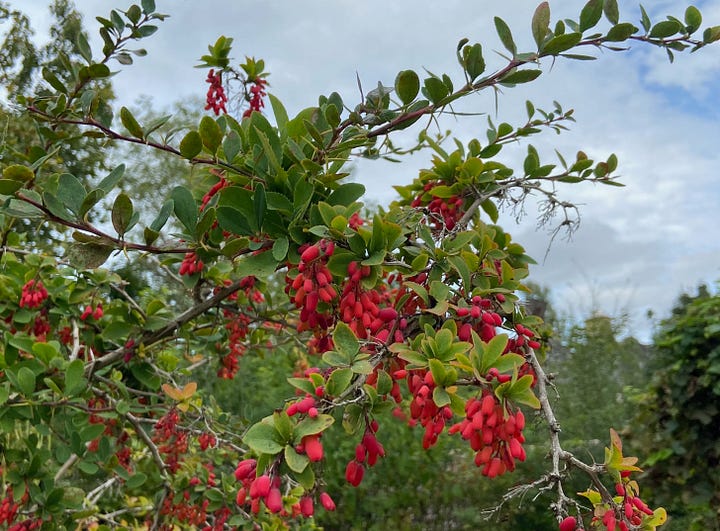 Black and red berries, white andpink flowers