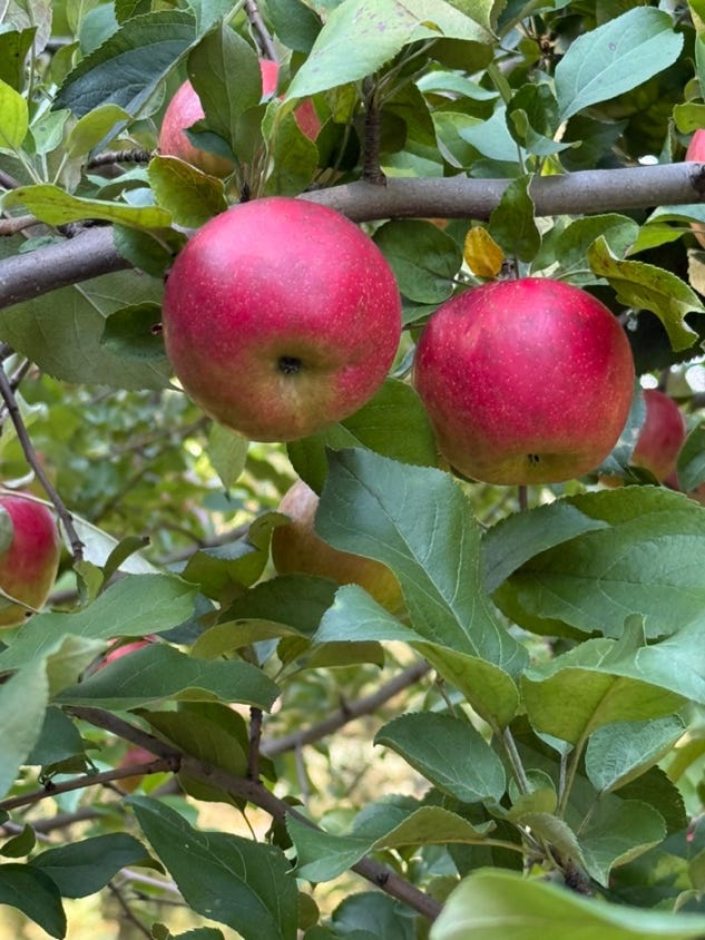 A group of apples on a tree

AI-generated content may be incorrect.