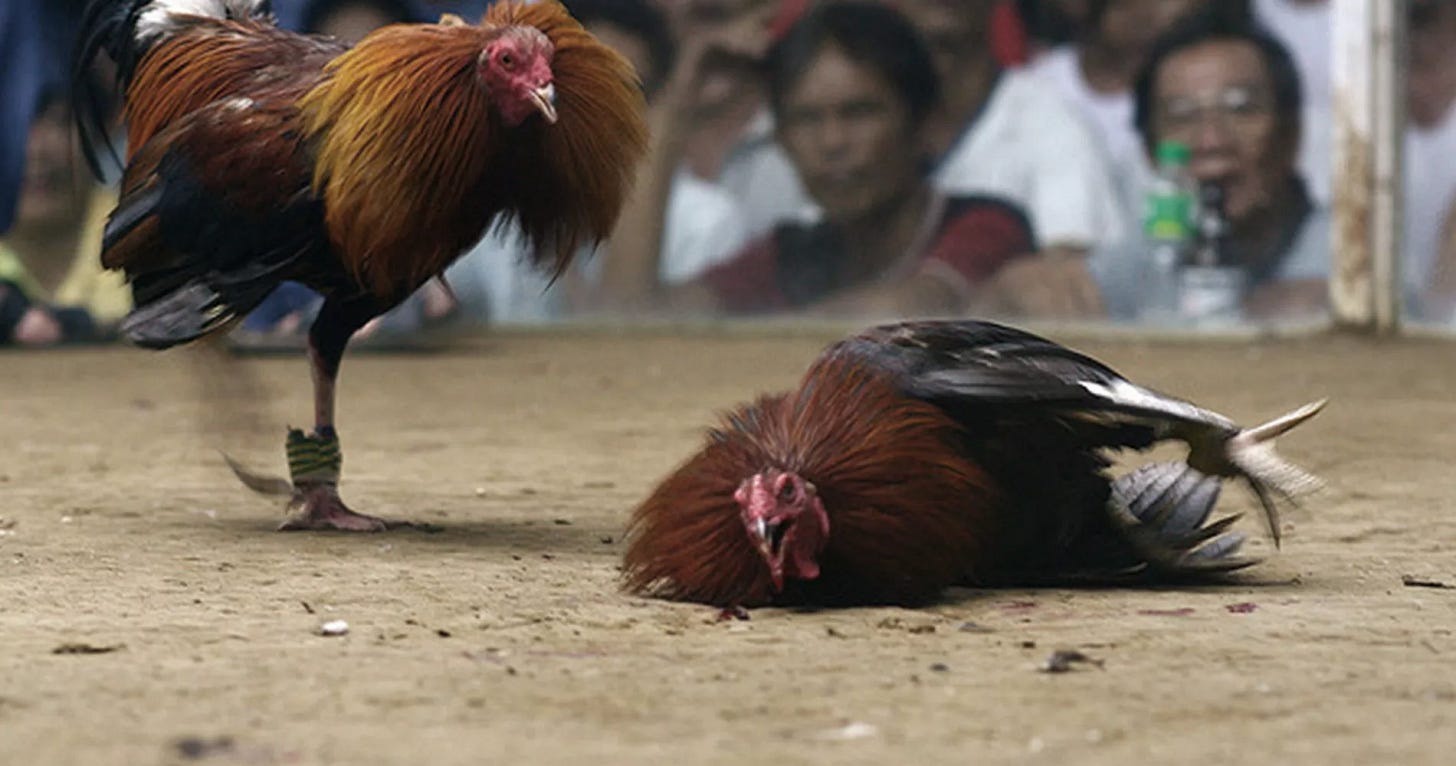 Puerto Rico Must Stop Defying U.S. Laws Against Staged Animal Fighting