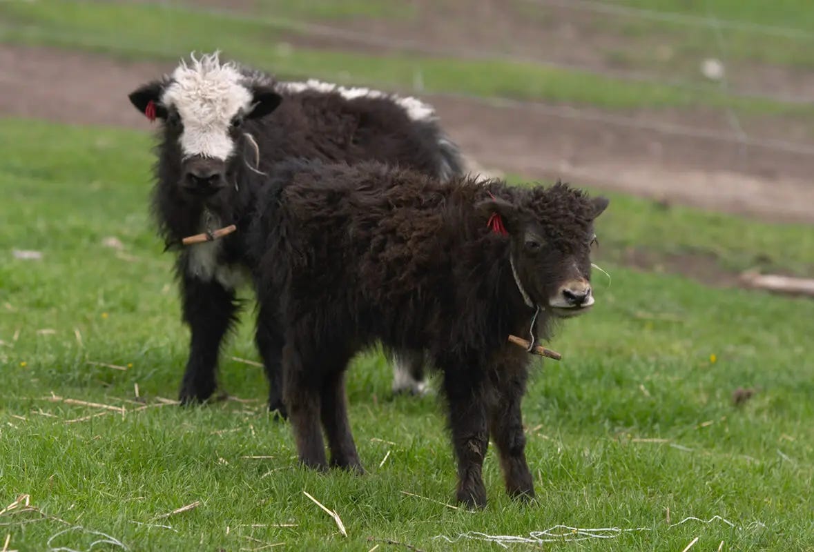 two baby yaks on the grass