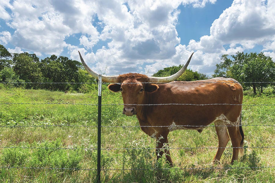 Brown Longhorn cow standing behind barbed wire fence Photograph by Wendell Clendennen - Pixels