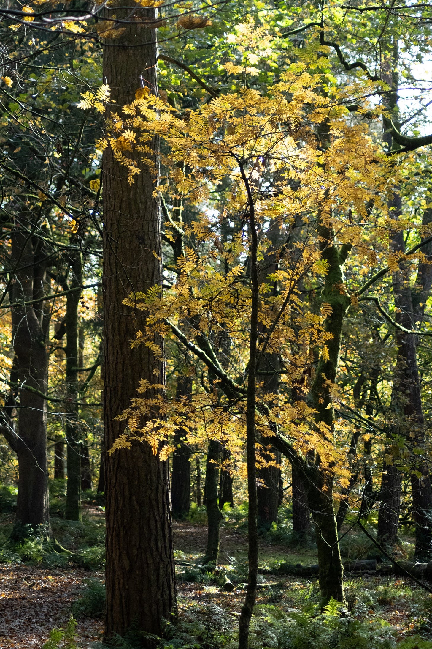 rowan tree in autumn