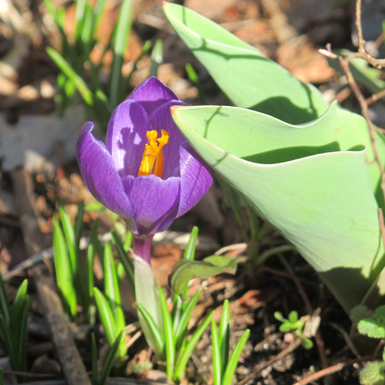 Mirrors of a Daffodil