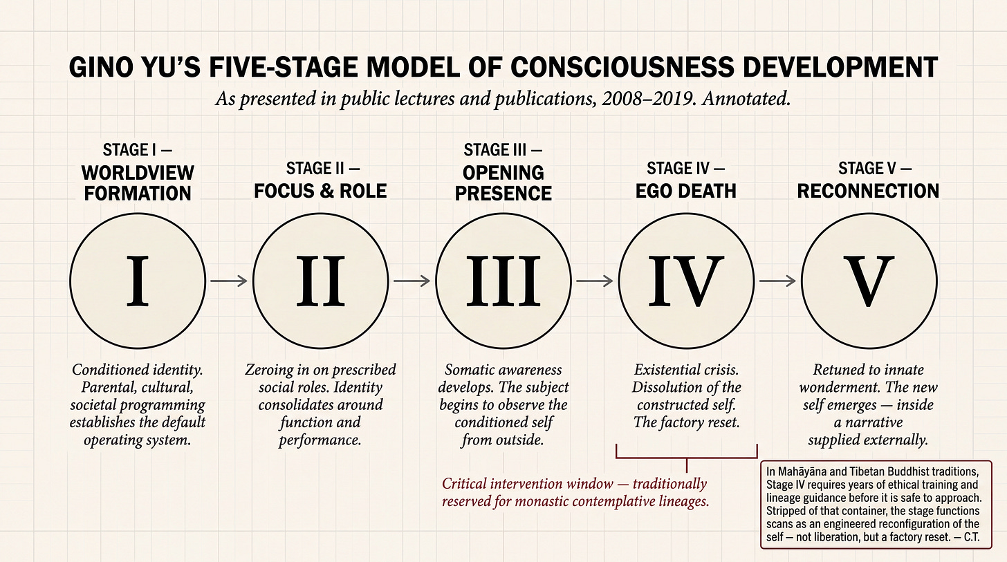 An editorial clinical diagram in the style of a psychology textbook, showing Gino Yu's five-stage model of consciousness development. Five numbered circles labeled with Roman numerals I through V are arranged horizontally, connected by arrows. Stage I is labeled "Worldview Formation" — conditioned identity through parental and cultural programming. Stage II is "Focus and Role" — identity consolidating around prescribed social function. Stage III is "Opening Presence" — somatic awareness and observation of the conditioned self from outside. Stage IV is "Ego Death" — existential crisis and dissolution of the constructed self, described as "the factory reset." Stage V is "Reconnection" — retuning to innate wonderment inside a narrative supplied externally. A red bracket spans Stages IV and V with the annotation: "Critical intervention window — traditionally reserved for monastic contemplative lineages." A callout box provides editorial context on the Buddhist tradition's safeguards.