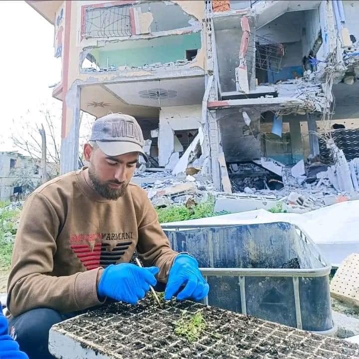 May be an image of 1 person, cold frame and seedlings