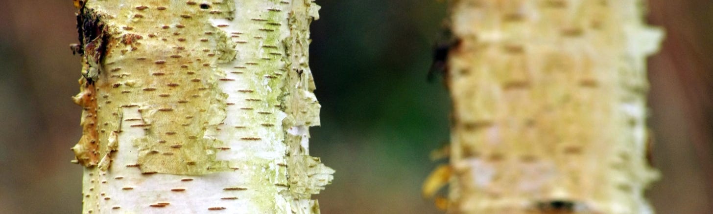 Several trunks of birch with whitish peeling bark