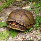 見えなかった。でも、生き残れた。ミツユビハコガメという亀