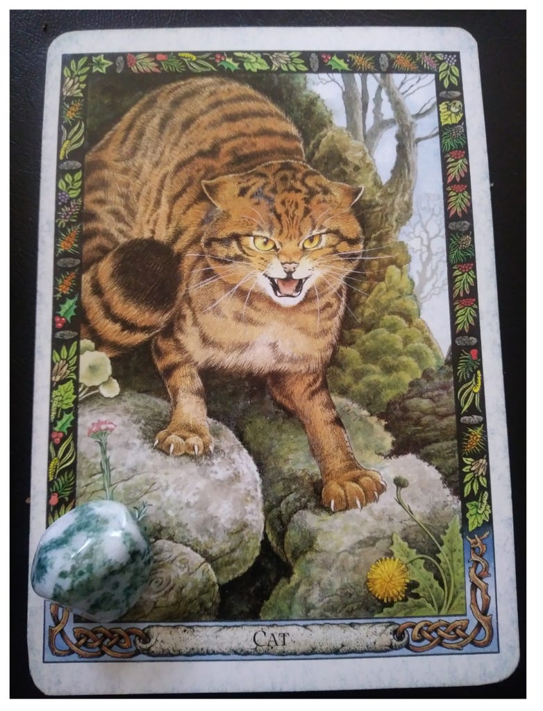 A Message from the Universe - Cat (reversed)