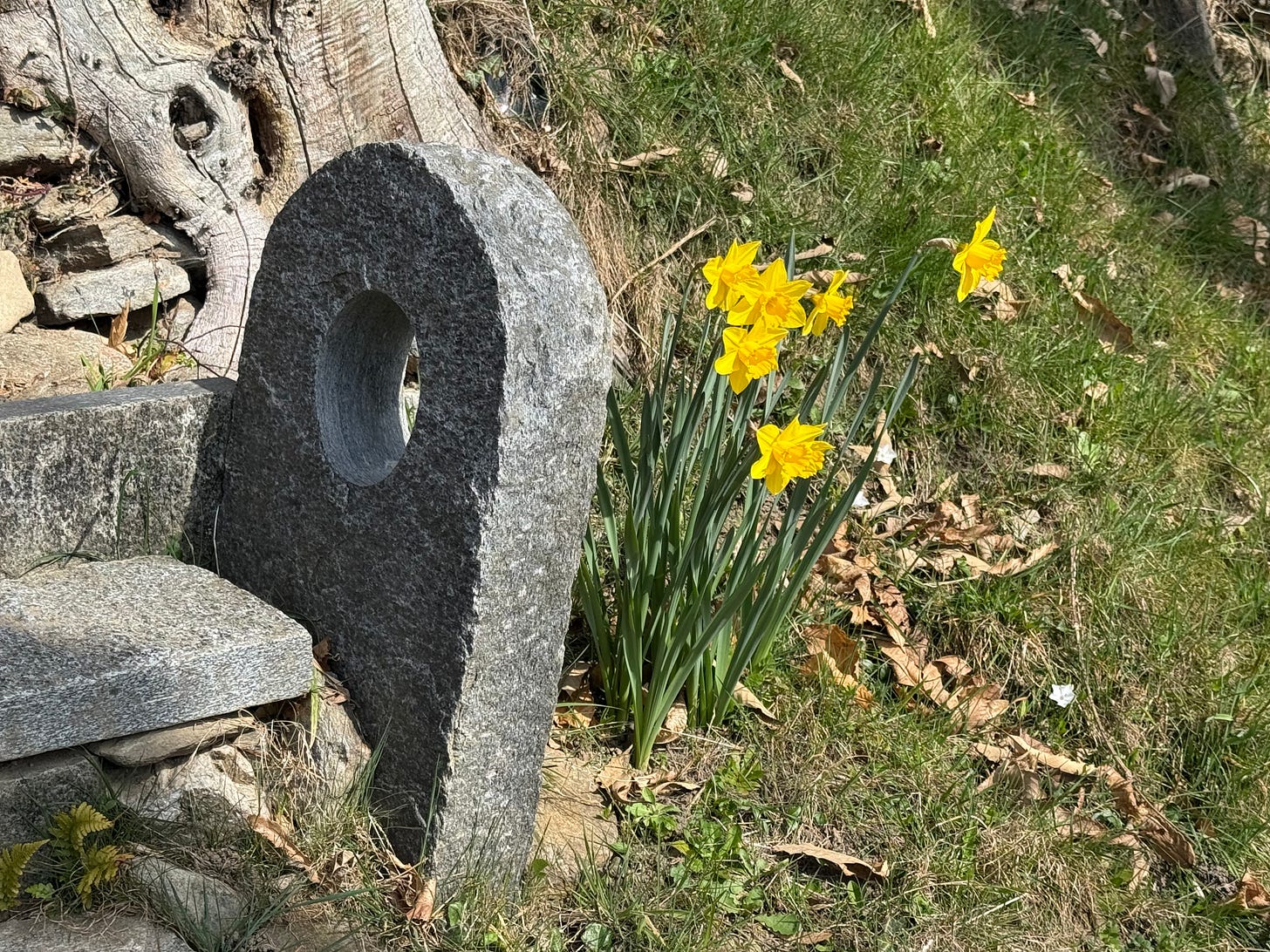 Yellow daffodils in wild profusion Yellow daffodils in wild profusion