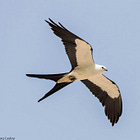 The Triumph of the Book in Nature