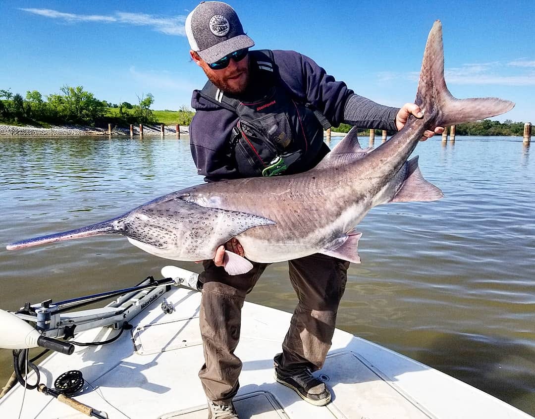 68 LB Paddlefish Caught on the Fly - Flylords Mag