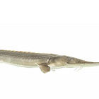 SCOUTING YESTERDAY | 25 years of the sturgeon — A living fossil’s return to South Dakota