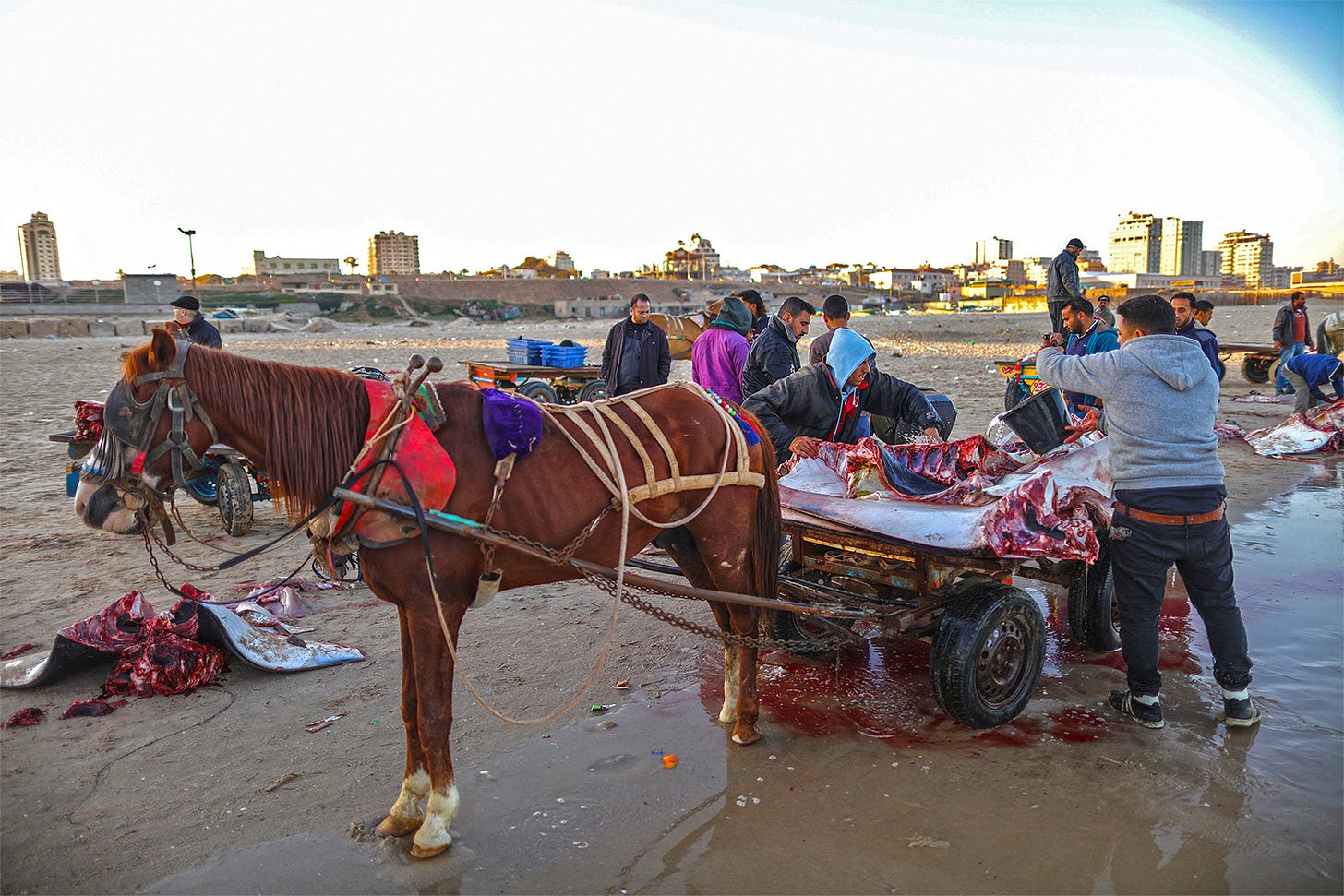 Workers load spinetail devil ray carcasses onto a cart in Gaza in 2016. Image by Wissam Nassar, ©Save Our Seas Foundation. Workers load spinetail devil ray carcasses onto a cart in Gaza in 2016. Image by Wissam Nassar, ©Save Our Seas Foundation.