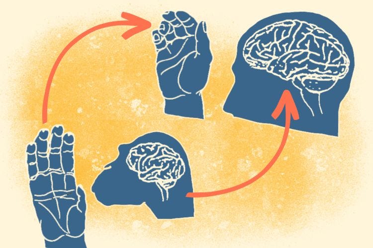 Skeletal Leap: evolution of intelligence