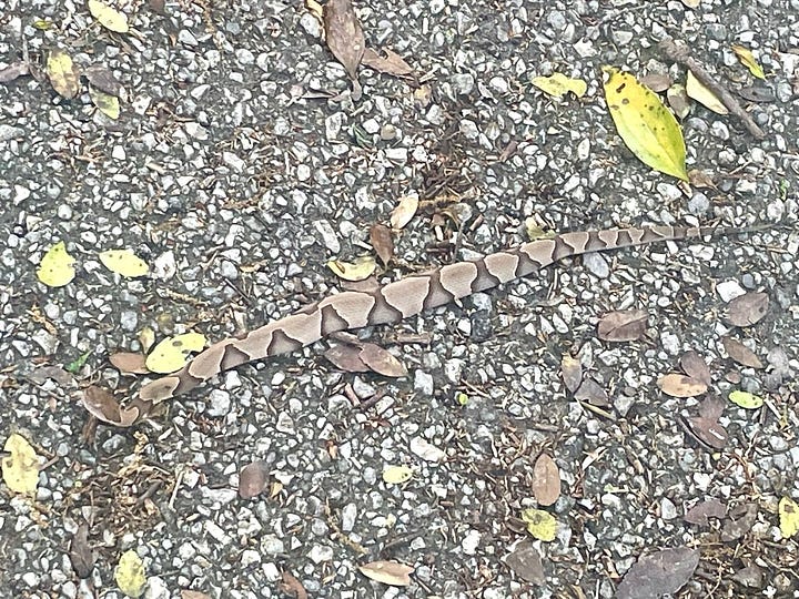 Photo of one of the trails and the copperhead we almost stepped on.