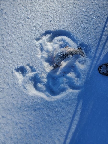 a rainbow trout arcs its body across a surface of snow, leaving tracks around its body a rainbow trout arcs its body across a surface of snow, leaving tracks around its body