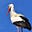Adam Whitestork's avatar