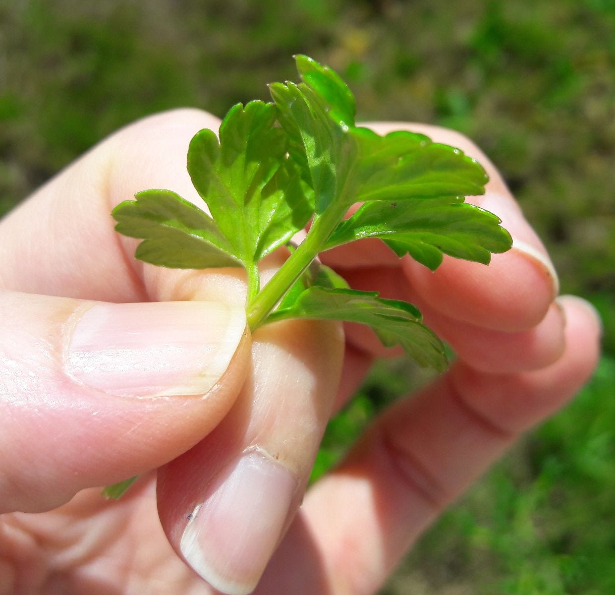 Apium prostratum [Leaf - The Grotto, VIC, 2022] sml.jpg
