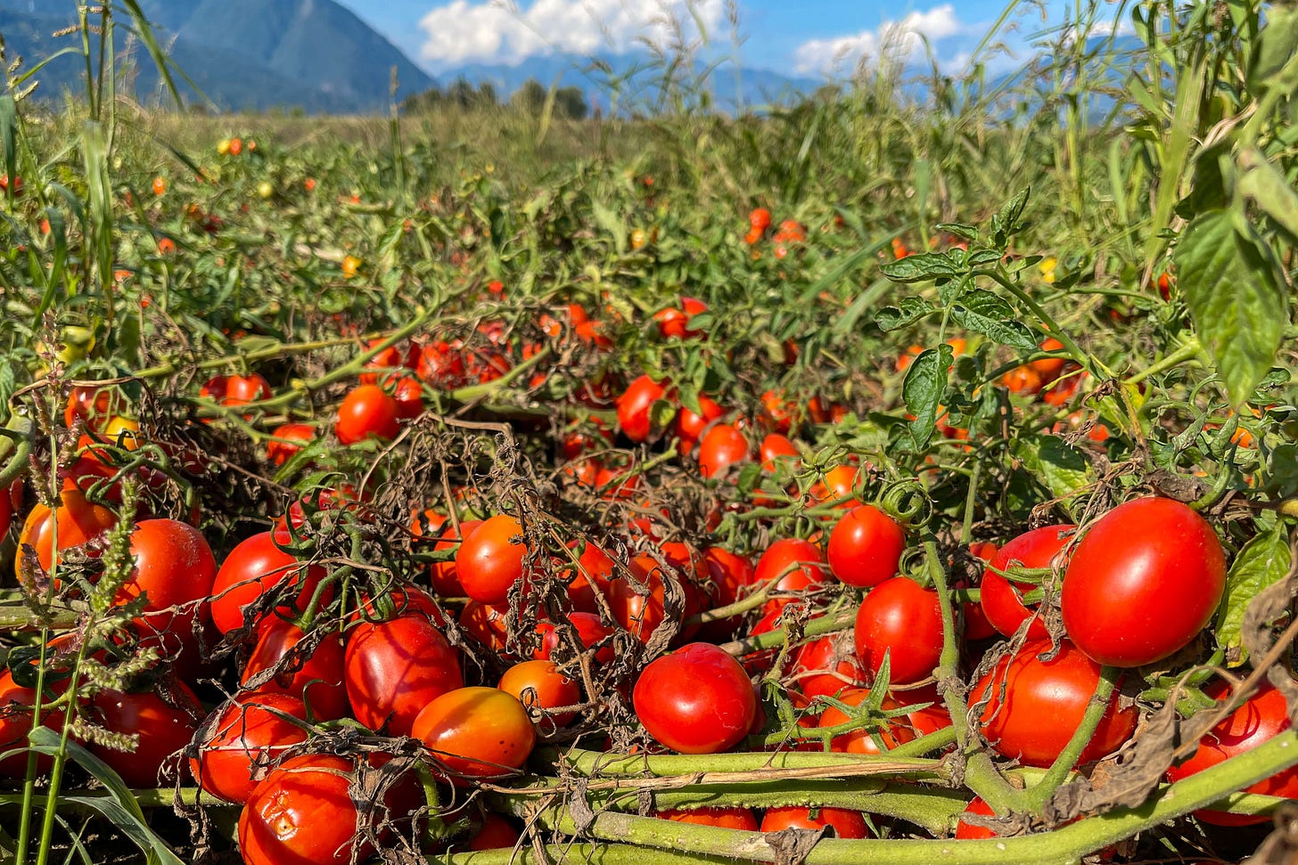 Reife rote Freiland-Tomaten liegen dicht an dicht auf den Pflanzen in einem Feld in der Magadino-Ebene im Tessin. Im Vordergrund sind die Früchte und grünen Stängel deutlich sichtbar, im Hintergrund erheben sich Berge unter blauem Himmel mit weissen Wolken. Reife rote Freiland-Tomaten liegen dicht an dicht auf den Pflanzen in einem Feld in der Magadino-Ebene im Tessin. Im Vordergrund sind die Früchte und grünen Stängel deutlich sichtbar, im Hintergrund erheben sich Berge unter blauem Himmel mit weissen Wolken.