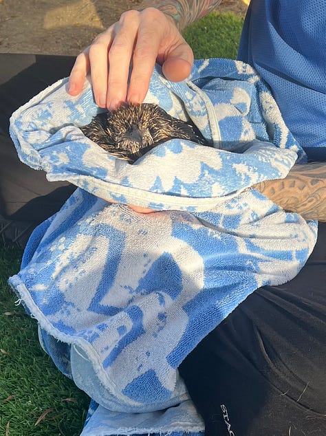 Photos of a roadrunner being dried off by a towel and held by a human