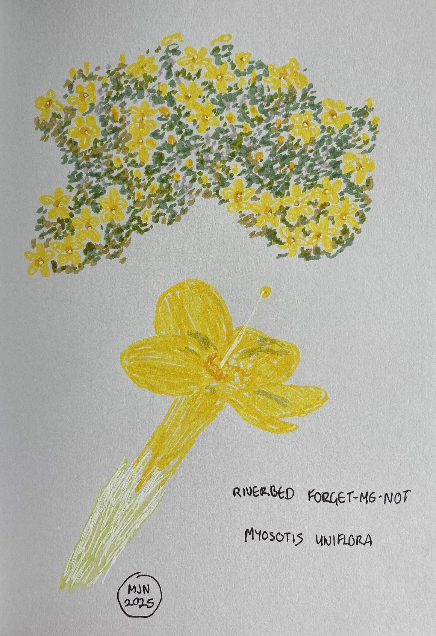 A felt pen drawing of a plant with yellow flowers and very small grey-green leaves, plus a single yellow flower