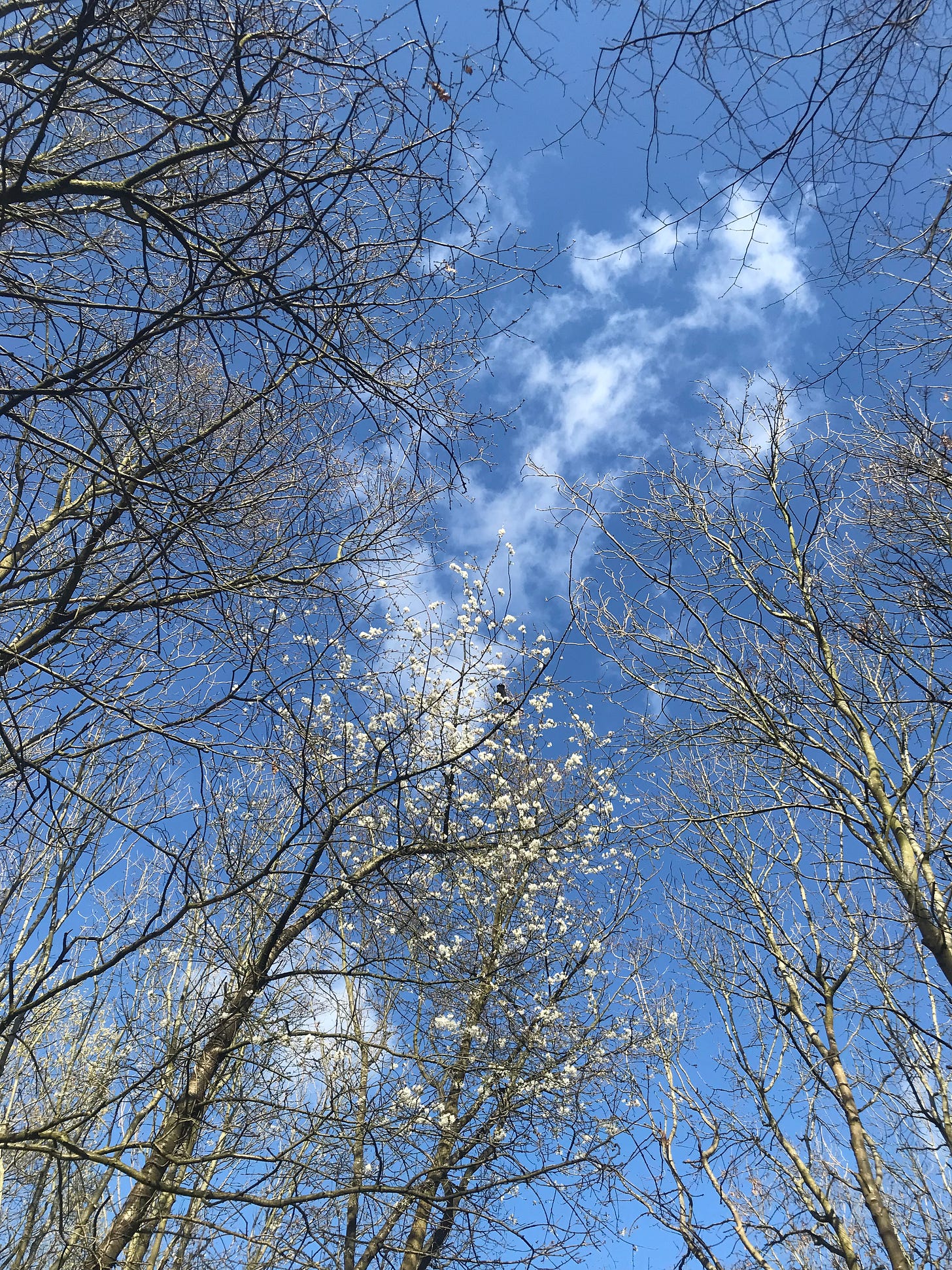 Trees in front of a blue sky with whispy clouds 