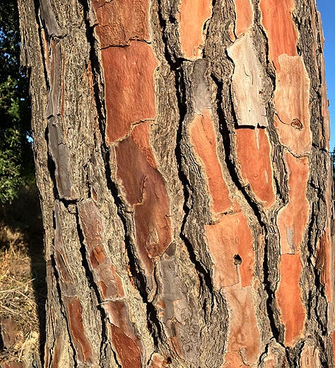 photos of Mediterranean stone pine tree outside Rome