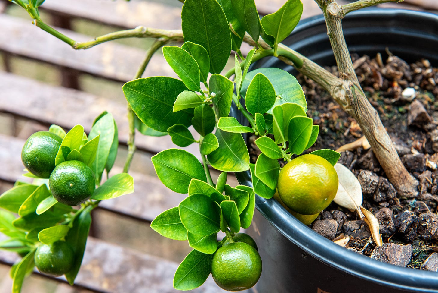 ID: Photo of calamansi branch bending with weight of its fruit