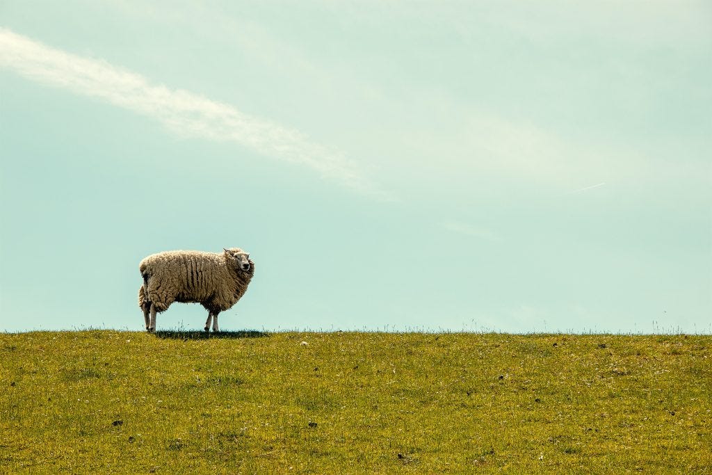 Sheep standing alone in a field Sheep standing alone in a field