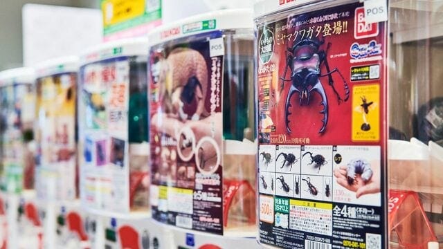画像 | 子どもの遊びだった《ガチャガチャ》はなぜ大人を魅了する"体験消費"に進化した？ 1400億円市場へ急成長する"商業施設の主役"の正体 |  ゲーム・エンタメ | 東洋経済オンライン