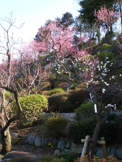 Plum Blossom at Ikegami Baien Plum Blossom at Ikegami Baien
