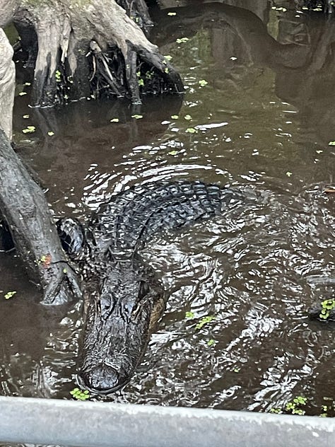 Images of New Orleans' French Quarter + swamp, including iconic balconies dripping in ferns, a swamp gator near Slidell, Jordan in front of blue doors, a cemetary and two tarot card spreads.