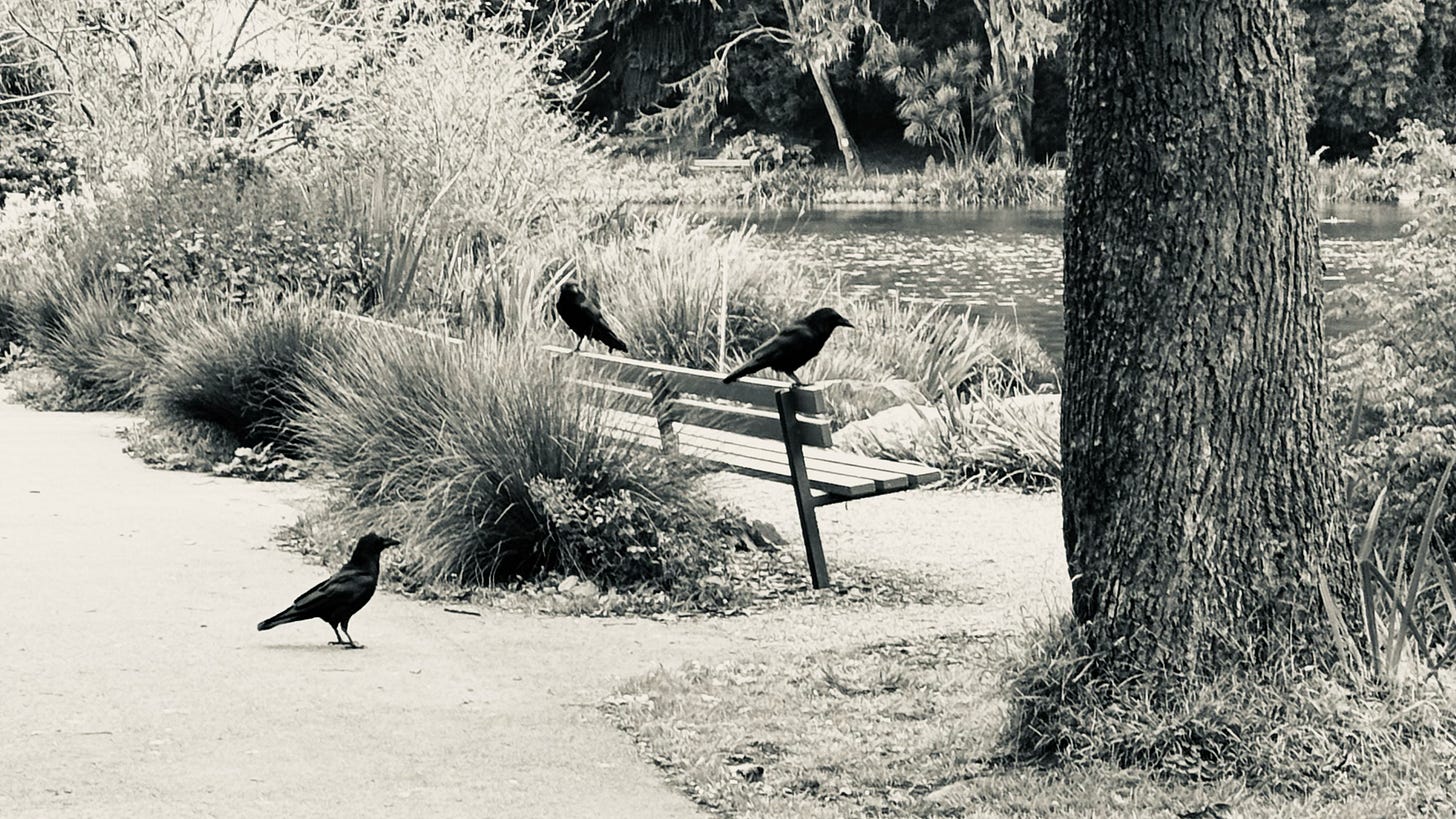 Three ravens on or near a bench 