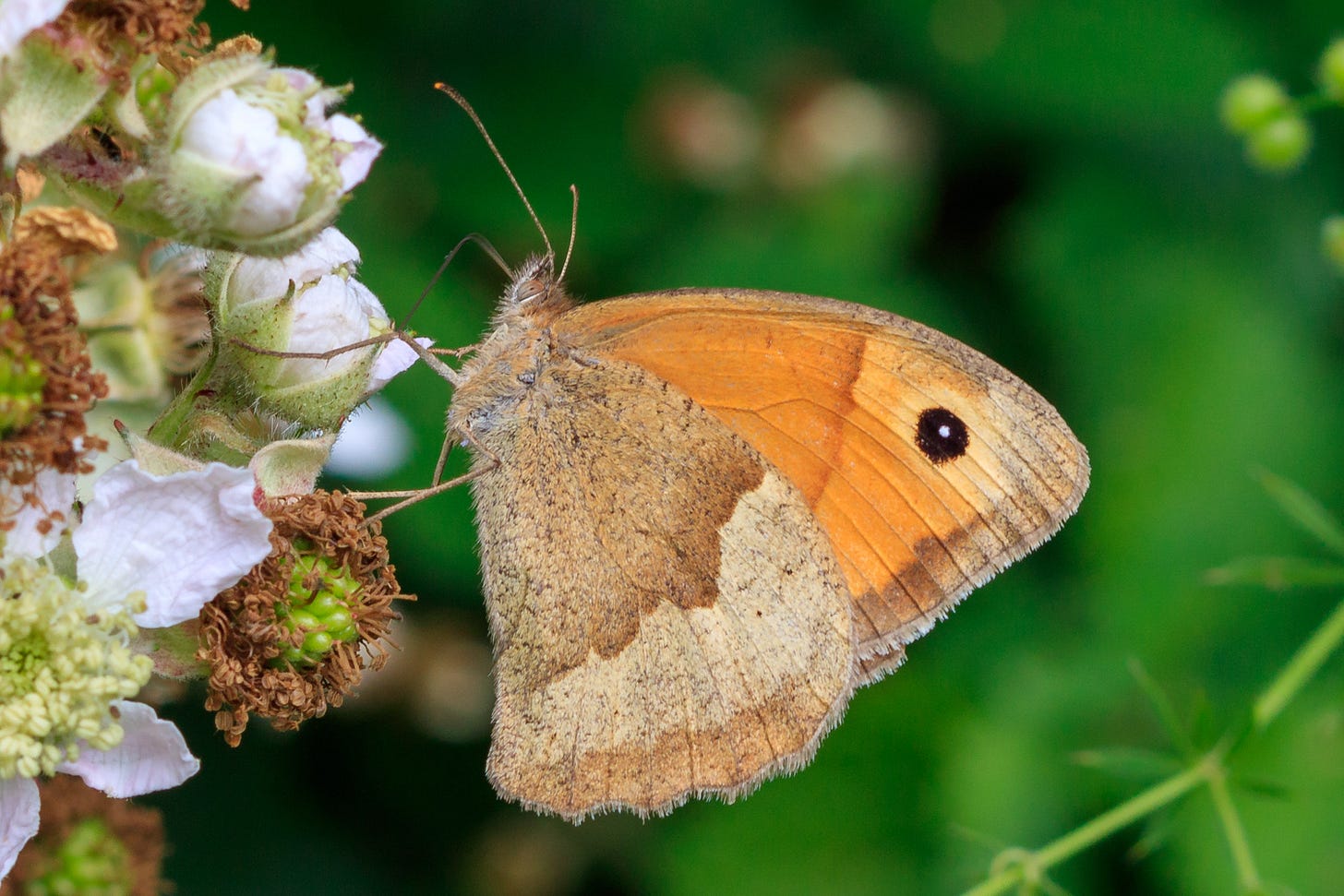 Meadow brown butterfly on bramble © Felicity Martin