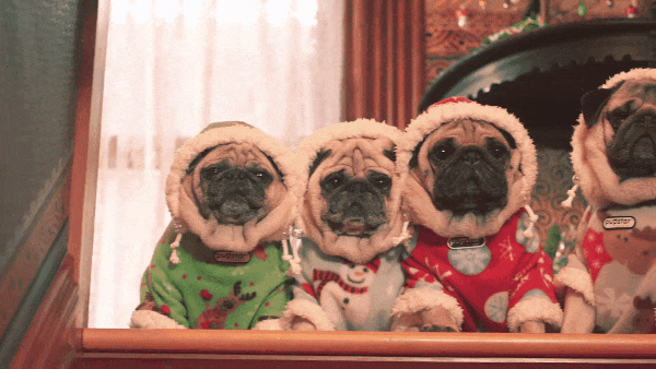Christmas pugs GIF