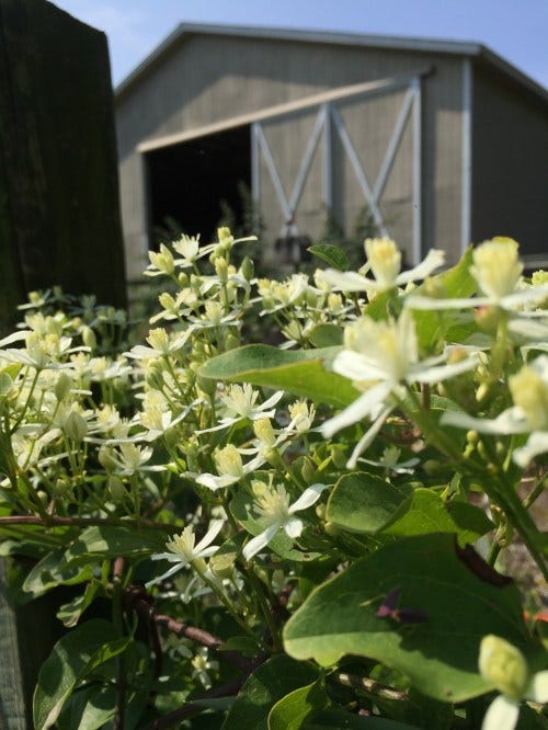 autumnclematis