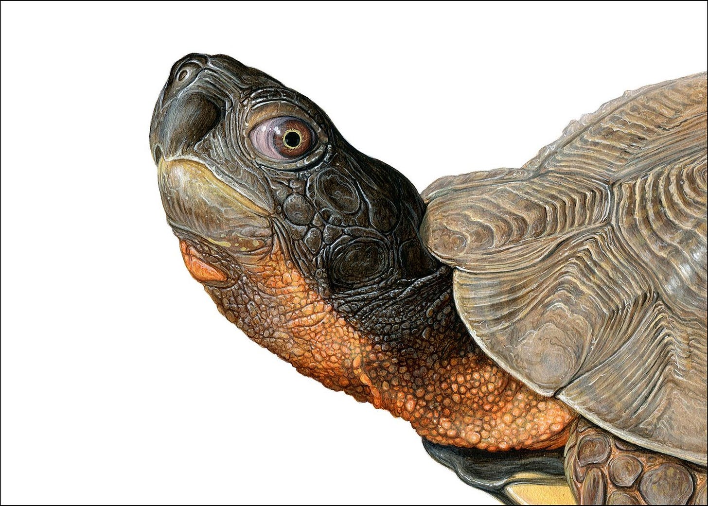 Close-up of a turtle
Description automatically generated Close-up of a turtle
Description automatically generated