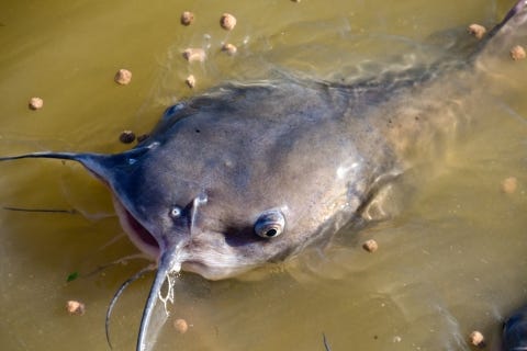 Channel Catfish