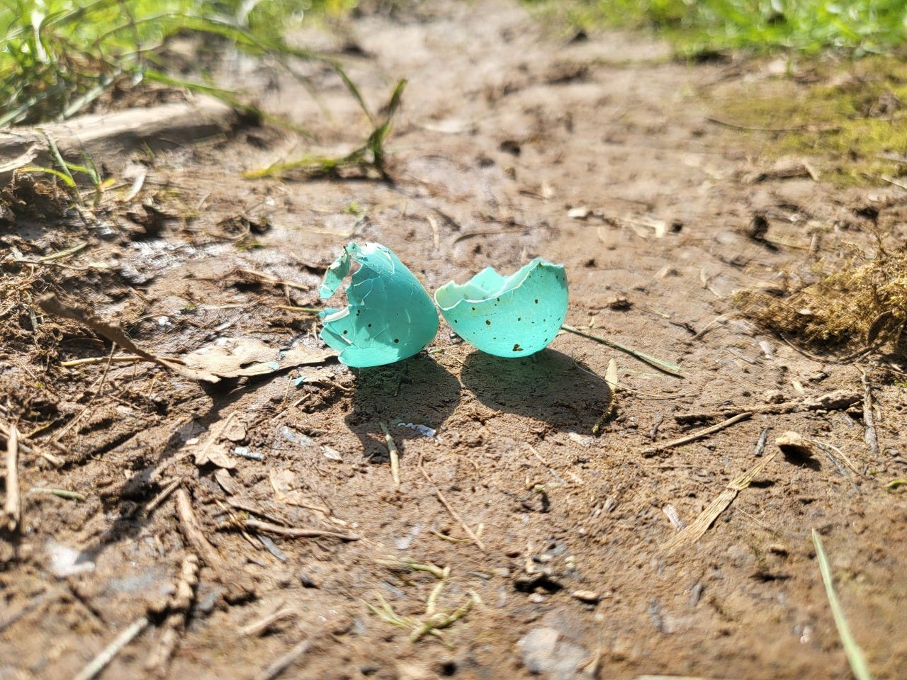 Empty blue egg shell (possibly a blackbird egg) on a sunny mud path in a Cardiff park