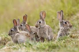 Did you know a group of rabbits is called a fluffle? 🐇🐇🐇🐇 As 'wildly'  social animals, rabbits like to be part of a larger group. This is because  as a prey animal,