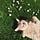 Kittens in Gardens