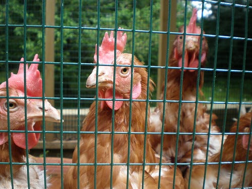 Ex-Battery Chickens 5 Ex-Battery Chickens 5