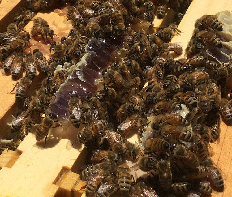 Purple honey: the genuine thing from North Carolina - Honey Bee Suite