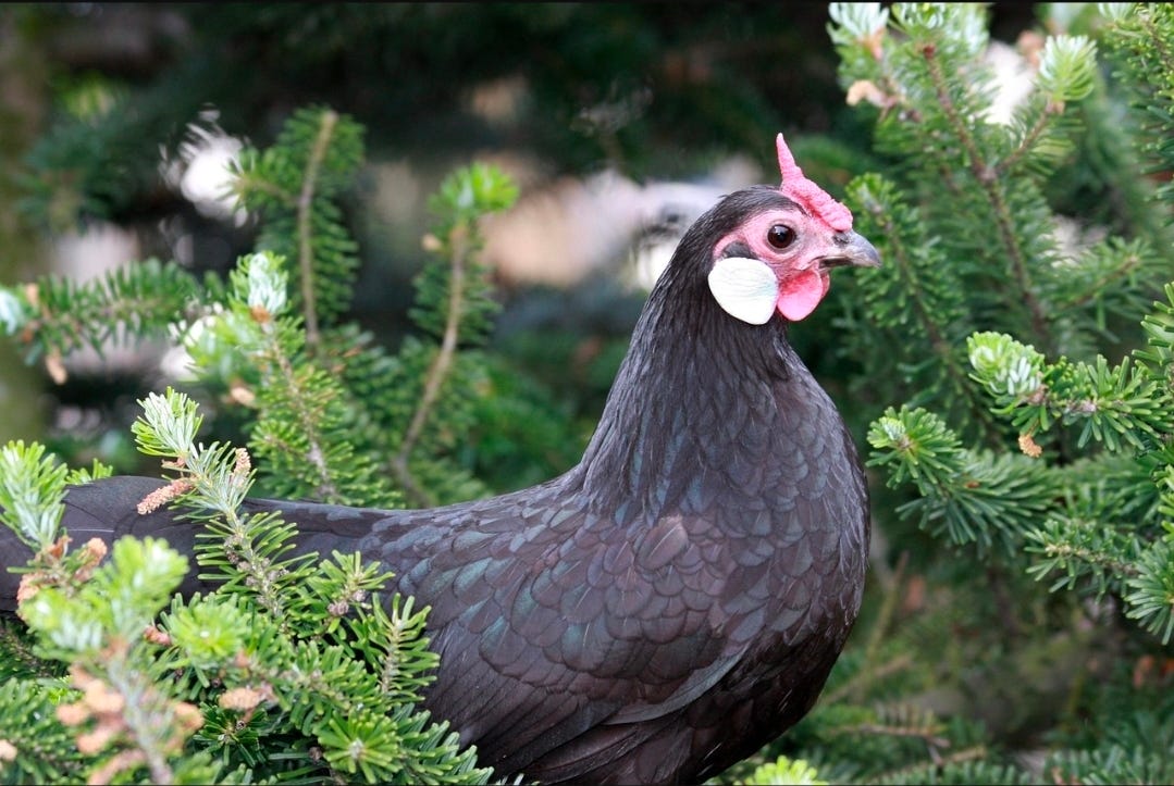 i chased chickens out of trees till I learned this i chased chickens out of trees till I learned this