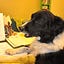 User's avatar